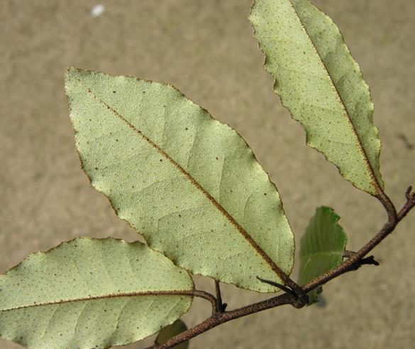 <i>Elaeagnus pungens</i>