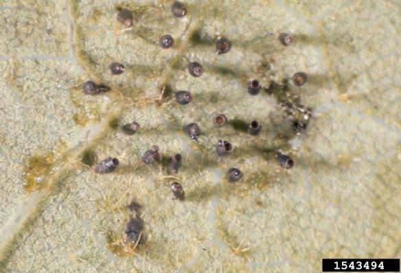 <i>Corythucha arcuata</i>