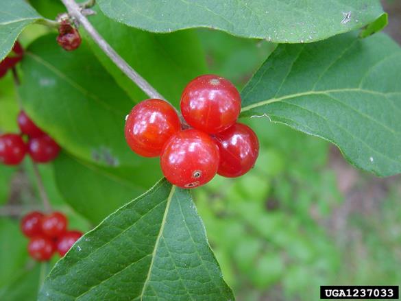 <i>Lonicera maackii</i>