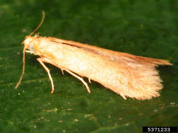 hrastov molj (<i>Tischeria ekebladella</i>)