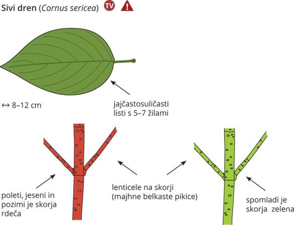 <i>Cornus sericea</i>