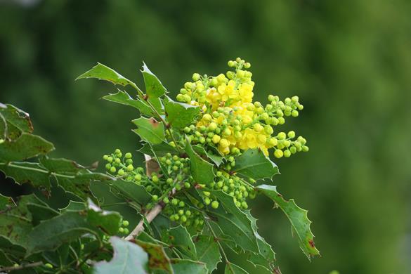 <i>Mahonia aquifolium</i>