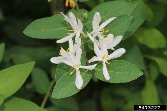 <i>Lonicera tatarica</i>