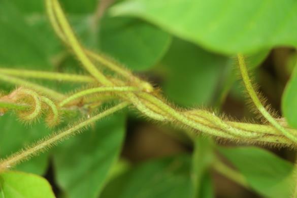 <i>Pueraria montana</i> var. <i>lobata</i>