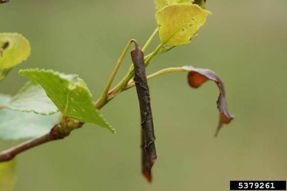zavijač (<i>Byctiscus</i>) na <i>Populus</i> spp.