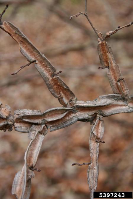 <i>Ulmus pumila</i>