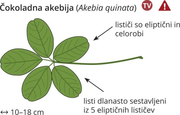 <i>Akebia quinata</i>