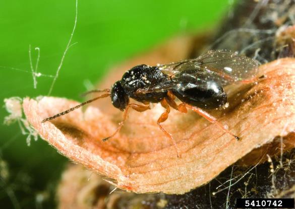 kostanjeva šiškarica (<i>Dryocosmus kuriphilus</i>) na <i>Castanea</i> spp.
