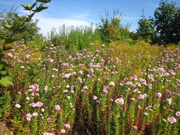 <i>Symphyotrichum</i>