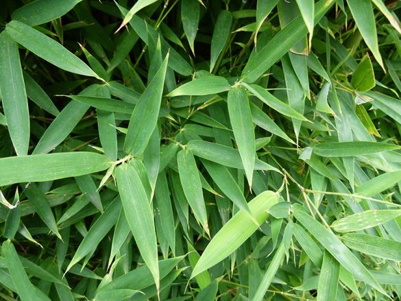 <i>Phyllostachys</i>