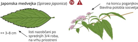 <i>Spiraea japonica</i>