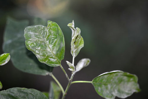 <i>Erysiphe divaricata</i>