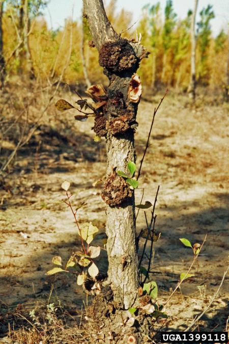 <i>Agrobacterium tumefaciens</i> na <i>Populus</i> spp.