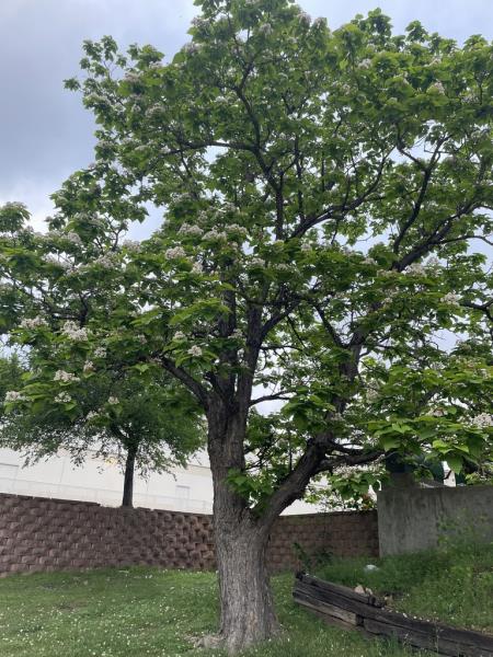 <i>Catalpa bignonioides</i>