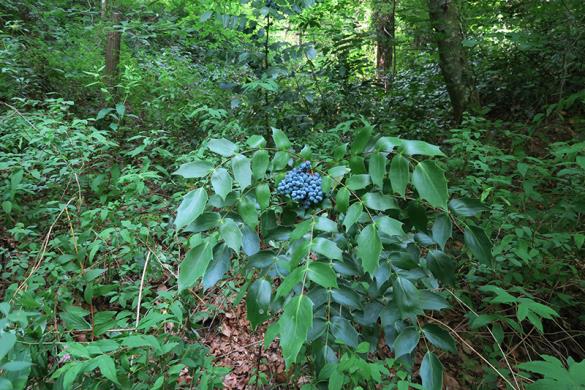 <i>Mahonia bealei</i>