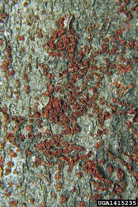 škrlatna bradavička (<i>Nectria coccinea</i>) na <i>Acer pseudoplatanus</i>