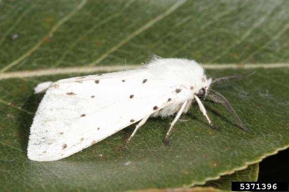 murvar ali murvin prelec (<i>Hyphantria cunea</i>)