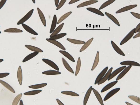 Kretzschmaria deusta