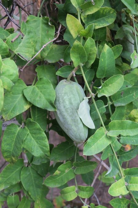 <i>Araujia sericifera</i>