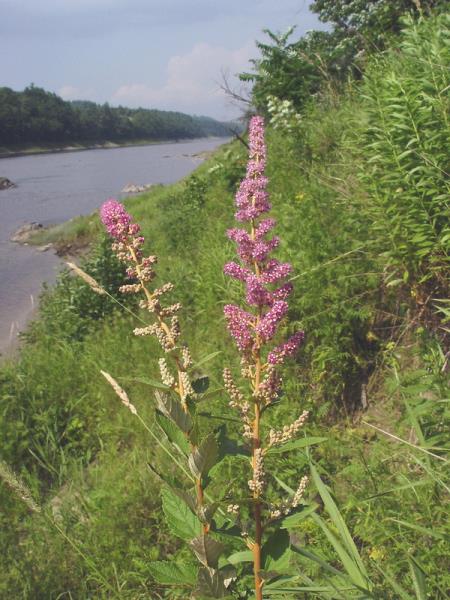 <i>Spiraea tomentosa</i>