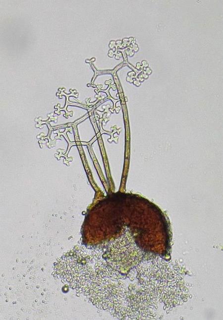 <em>Podosphaera tridactyla</em>