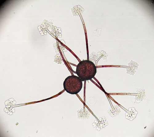 <i>Podosphaera myrtillina</i>