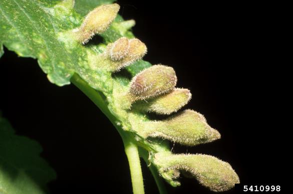 brestova šiškarica (<i>Byrsocrypta ulmi</i>) na <i>Ulmus</i> spp.