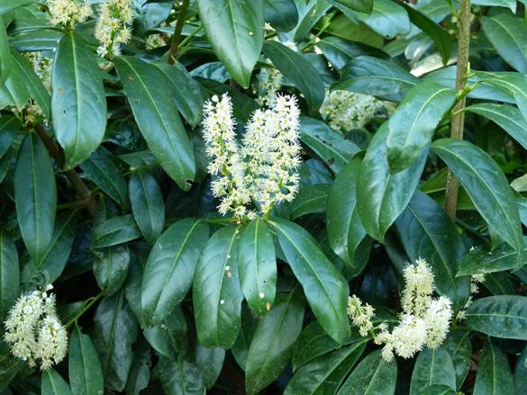 <i>Prunus laurocerasus</i>