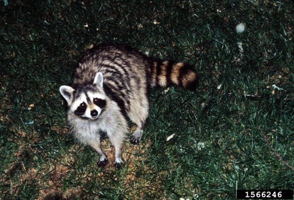 severnoameriški rakun (<i>Procyon lotor</i>)