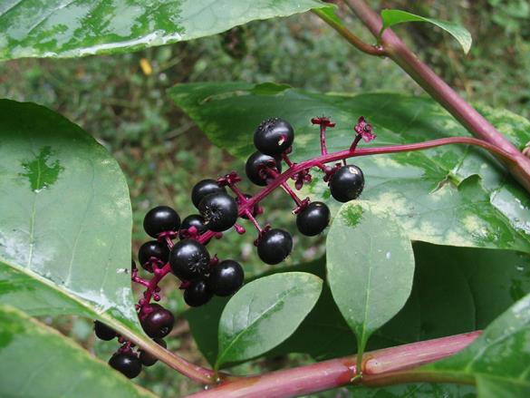 <i>Phytolacca americana</i>