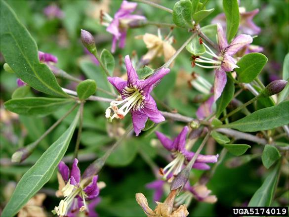 <i>Lycium barbarum</i>