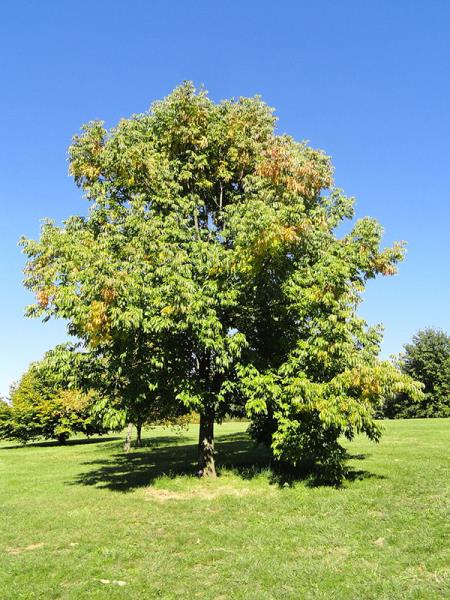 <i>Fraxinus americana</i>