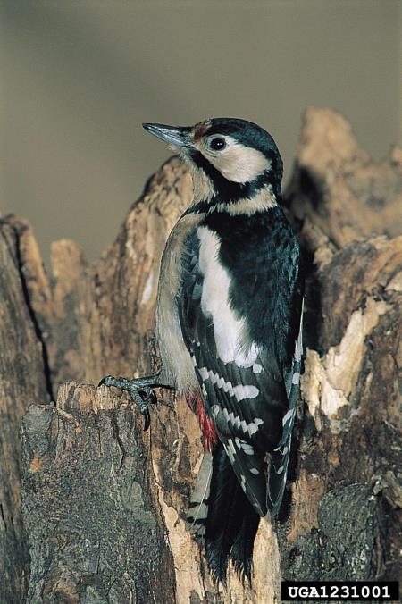 veliki detel (<i>Dendrocopos major</i>)