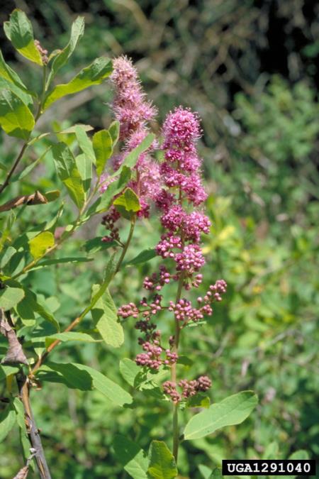 <i>Spiraea douglasii</i>