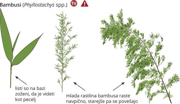 <i>Phyllostachys</i>