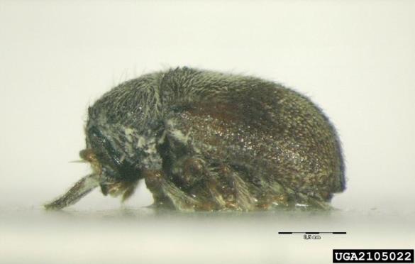 <i>Phloeotribus scarabaeoides</i>