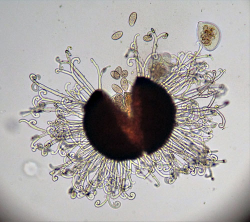 <i>Sawadaea bicornis</i>