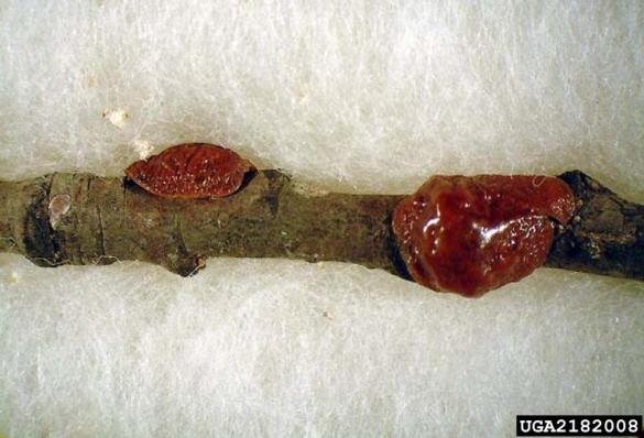 češpljev kapar (<i>Parthenolecanium corni</i>)
