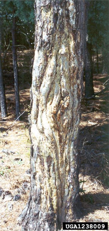 borov smolasti rak (<i>Gibberella circinata</i>) na <i>Pinus</i> spp.