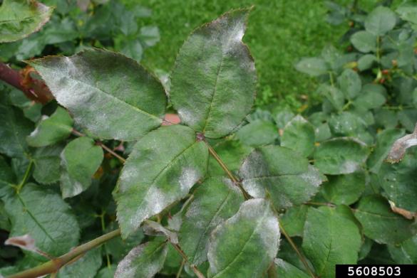 <em>Podosphaera pannosa</em>