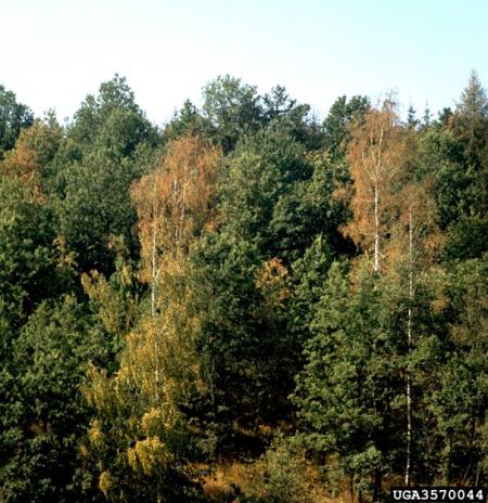 Sušni stres