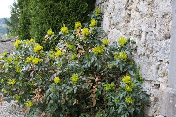 <i>Mahonia aquifolium</i>