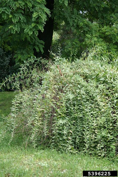 <i>Lycium barbarum</i>