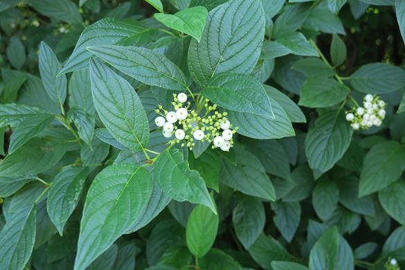 <i>Cornus sericea</i>