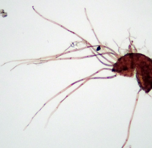 <i>Podosphaera macularis</i>