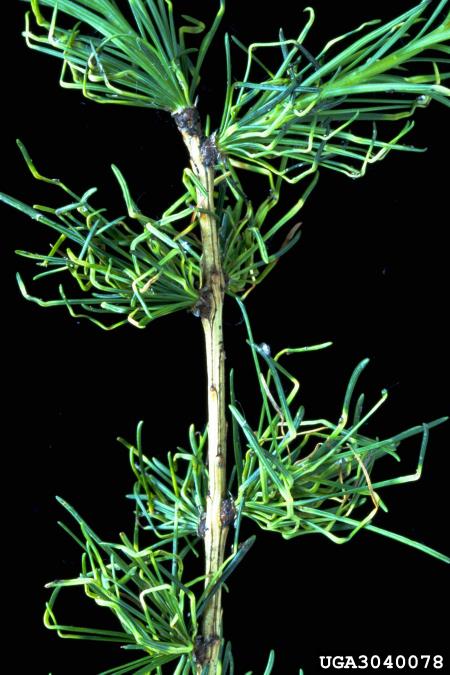 rdeča smrekova uš ali rdeča smrekova šiškarica (<i>Adelges laricis</i>) na <i>Larix decidua</i>