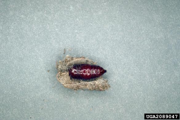 murvar ali murvin prelec (<i>Hyphantria cunea</i>)