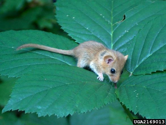 navadna belonoga miš (<i>Apodemus sylvaticus</i>) na <i>Rubus hirtus</i>