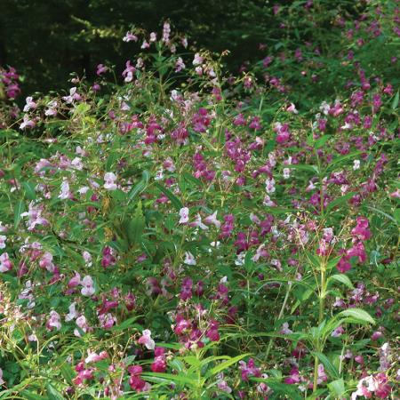 <i>Impatiens glandulifera</i>