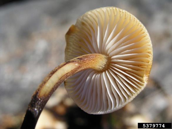 zimska panjevka (<i>Flammulina velutipes</i>) na <i>Ulmus</i> spp.